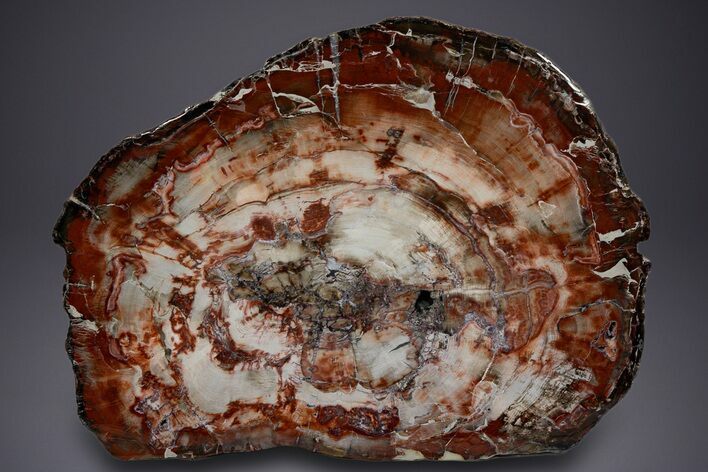 Wide Brilliant Red and White Petrified Wood Table #382223